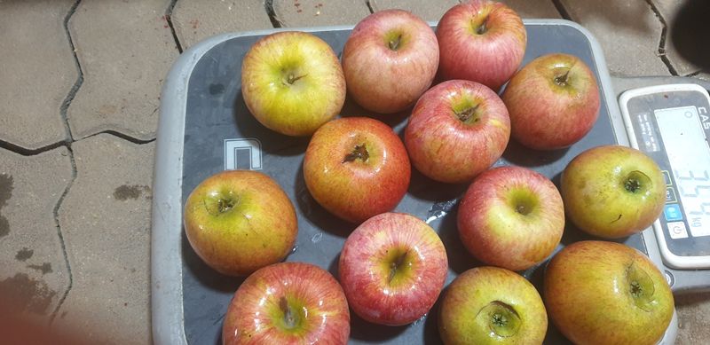 백두농원님의 장터 판매 상품 [봉화사과 10키로 미얀마부사 팝니다 ] 첨부 사진