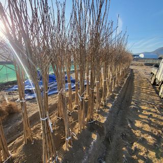 상호현님의 기타작물 · 자유게시판 작성글 사진