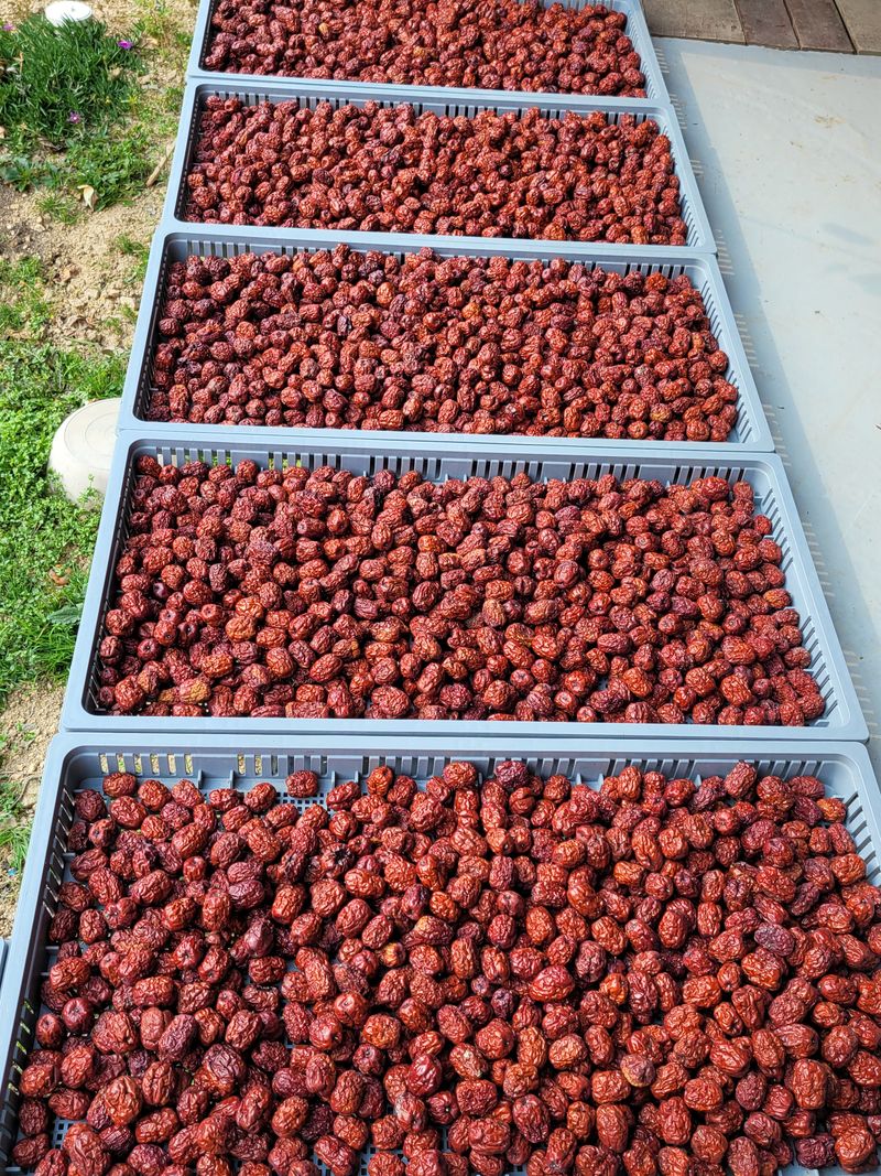 홍상옥님의 장터 판매 상품 [사과대추 건대추] 첨부 사진