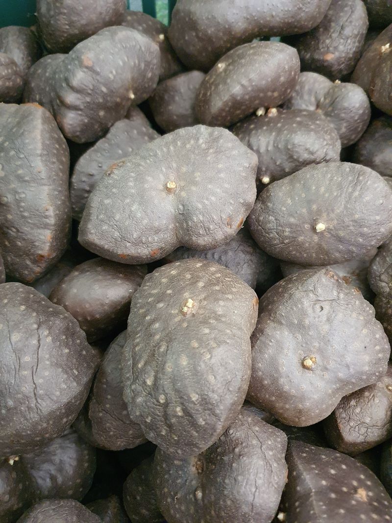 매기소골농장님의 장터 판매 상품 [열매마 (하늘마) 종자 10kg] 첨부 사진