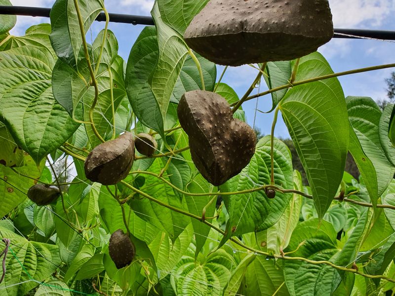 매기소골농장님의 장터 판매 상품 [열매마 (하늘마) 종자 10kg] 첨부 사진