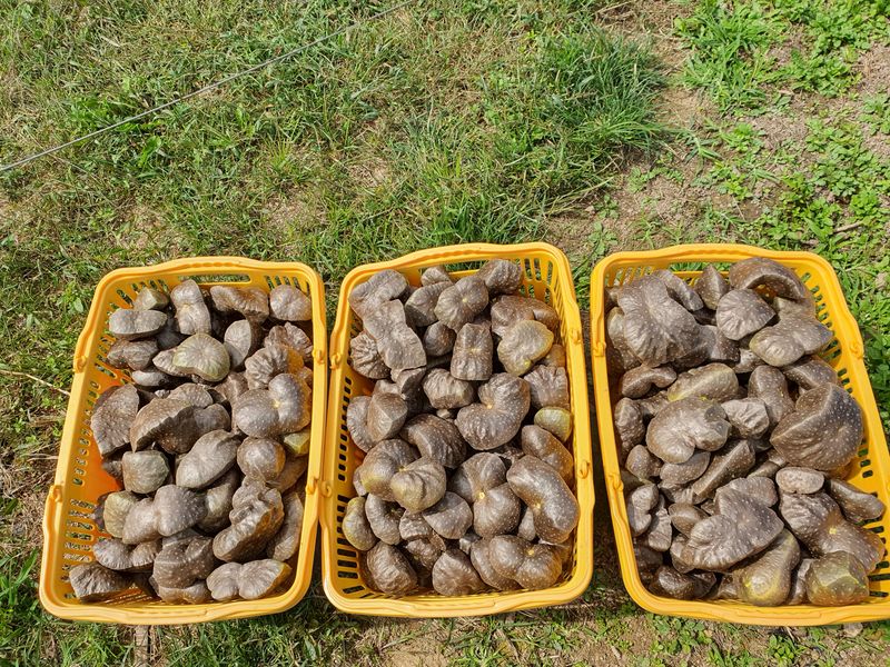 장터 상품 [열매마 (하늘마) 종자 10kg] 썸네일