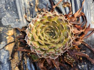 하늘맑은와송님의 기타작물 · 자유게시판 작성글 사진