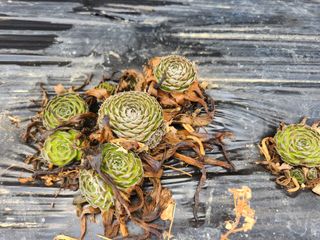 하늘맑은와송님의 기타작물 · 자유게시판 작성글 사진