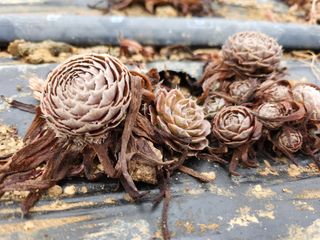 하늘맑은와송님의 기타작물 · 자유게시판 작성글 사진