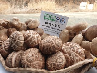 버섯스토리님의 기타작물 · 자유게시판 작성글 사진