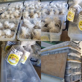 버섯스토리님의 기타작물 · 자유게시판 작성글 사진