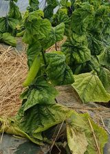 팜모닝 오이·자유게시판 게시글 이미지