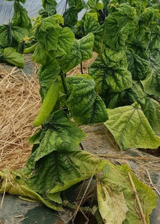 박근희님의 오이 · 자유게시판 작성글 사진