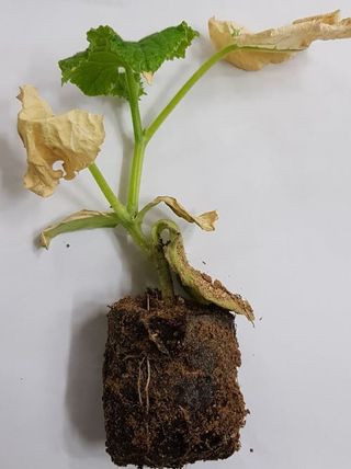 박근희님의 오이 · 자유게시판 작성글 사진