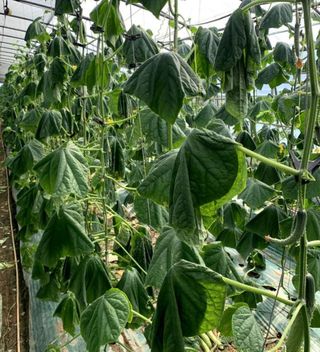 박근희님의 오이 · 자유게시판 작성글 사진