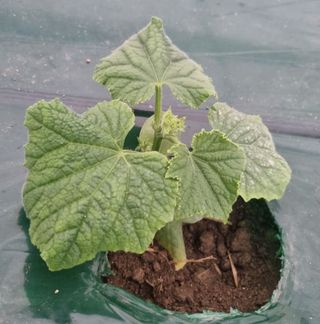 박근희님의 오이 · 자유게시판 작성글 사진