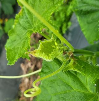 박근희님의 오이 · 자유게시판 작성글 사진