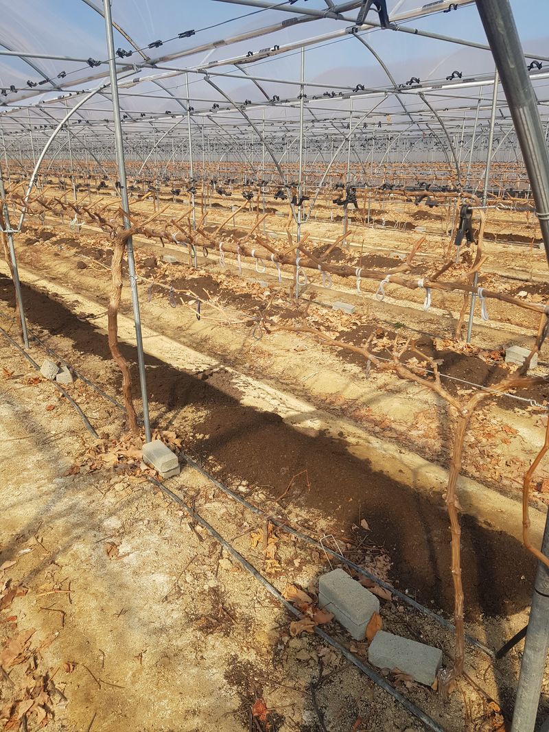 장터 상품 [바이올렛 삽목입니다 ] 썸네일