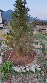 팜모닝 기타작물·병해충상담 게시글 이미지