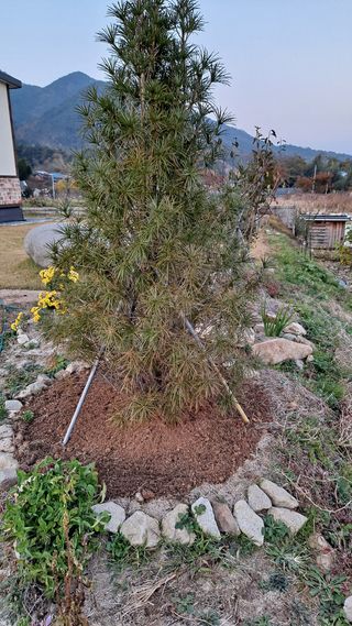 나무사랑님의 기타작물 · 병해충상담 작성글 사진