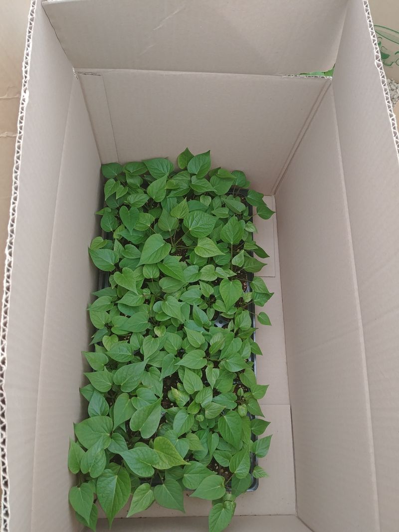 이동훈님의 장터 판매 상품 [고구마종순판매1단(100개기준)] 첨부 사진