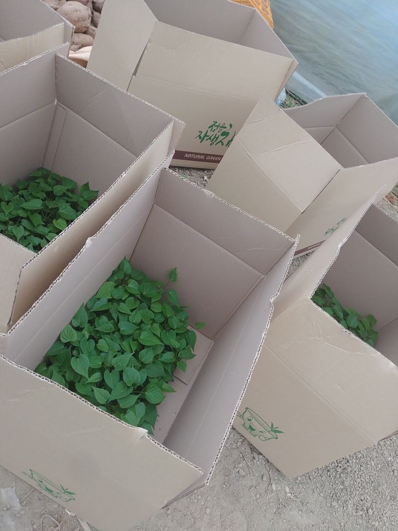 이동훈님의 장터 판매 상품 [고구마종순판매1단(100개기준)] 첨부 사진