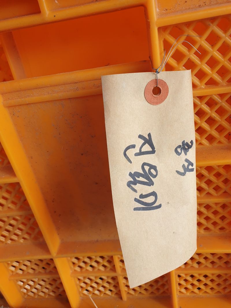 이동훈님의 장터 판매 상품 [고구마종순판매1단(100개기준)] 첨부 사진