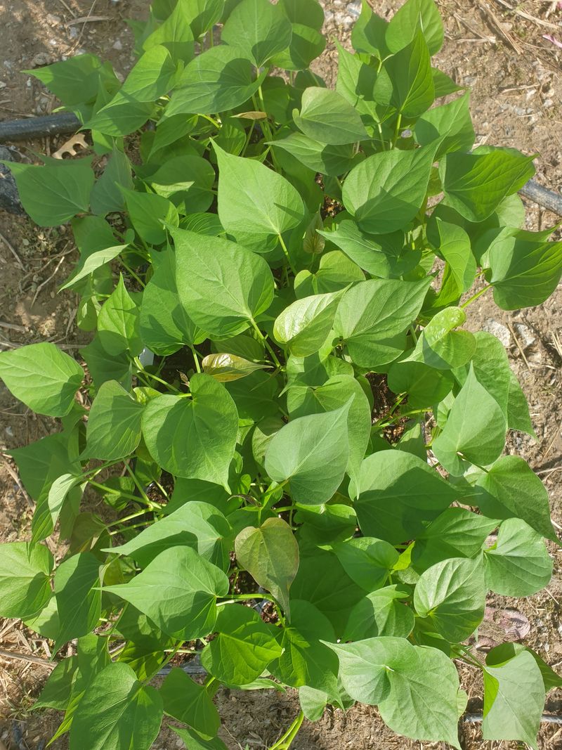 이동훈님의 장터 판매 상품 [고구마종순판매1단(100개기준)] 첨부 사진
