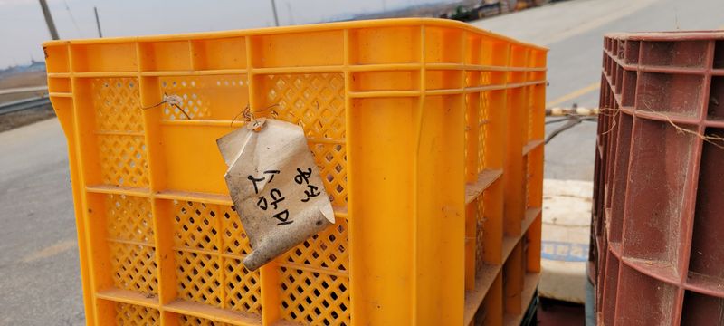 이동훈님의 장터 판매 상품 [고구마종순판매1단(100개기준)] 첨부 사진