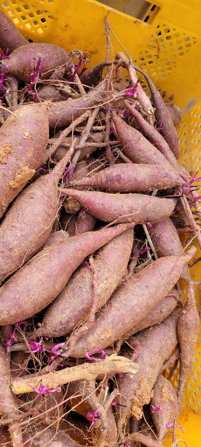 이동훈님의 장터 판매 상품 [고구마종순판매1단(100개기준)] 첨부 사진