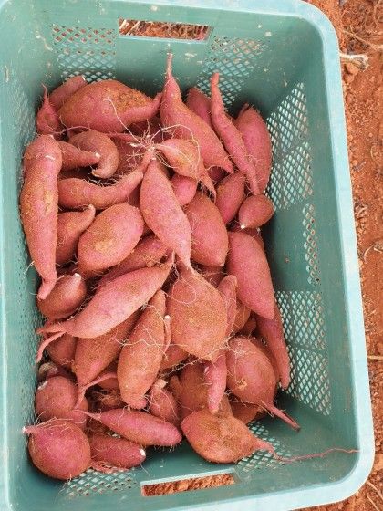 이동훈님의 장터 판매 상품 [고구마종순판매1단(100개기준)] 첨부 사진