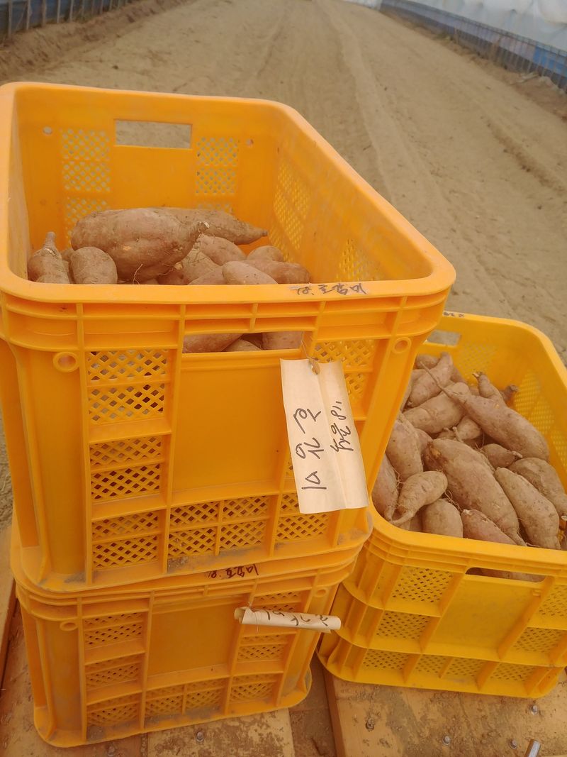 이동훈님의 장터 판매 상품 [고구마종순판매1단(100개기준)] 첨부 사진