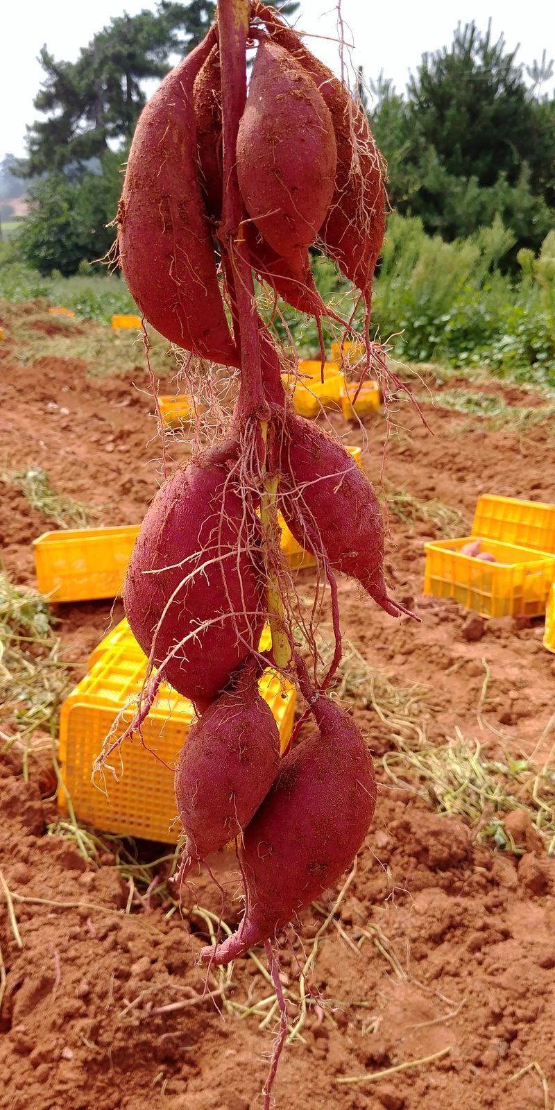 이동훈님의 장터 판매 상품 [고구마종순판매1단(100개기준)] 첨부 사진