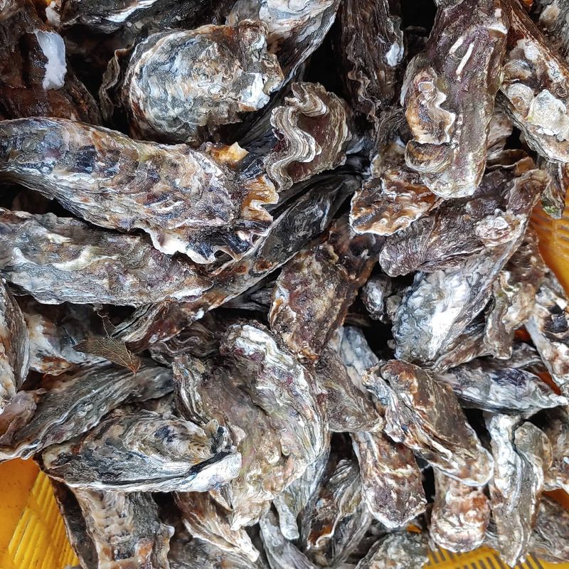 최광용님의 장터 판매 상품 [자연산 석화 깐굴] 첨부 사진