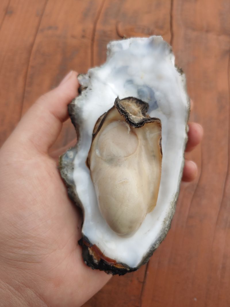 최광용님의 장터 판매 상품 [자연산 석화 깐굴] 첨부 사진