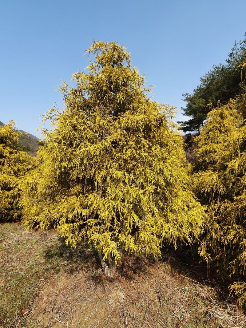 장터 상품 [청자5호서리태콩] 썸네일