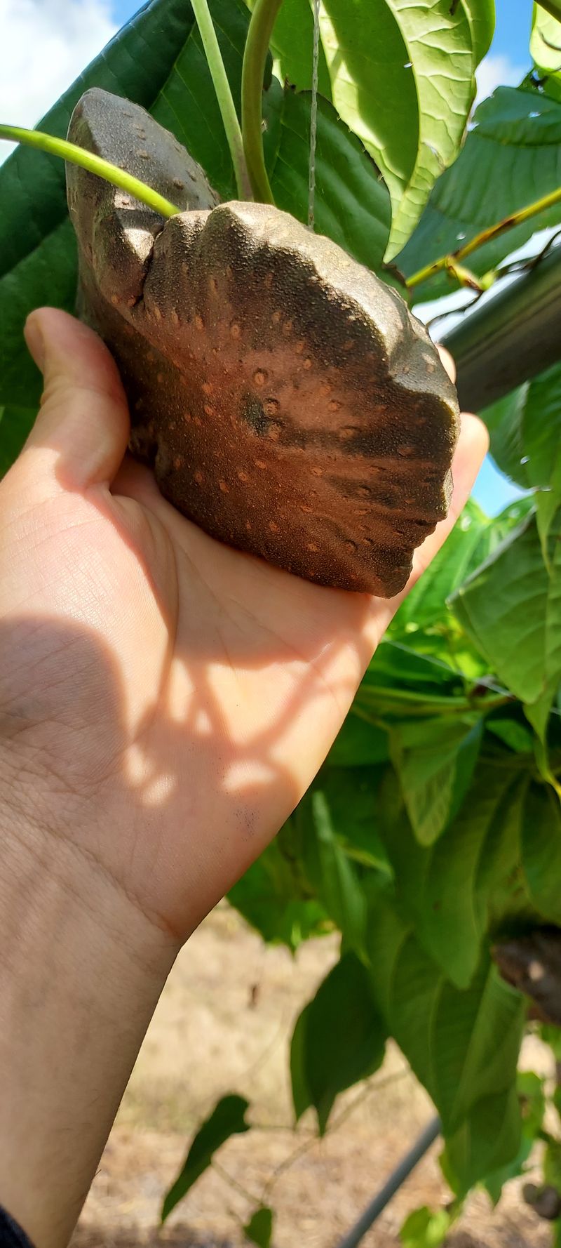 장터 상품 [하늘마 종자용판매해요10kg] 썸네일