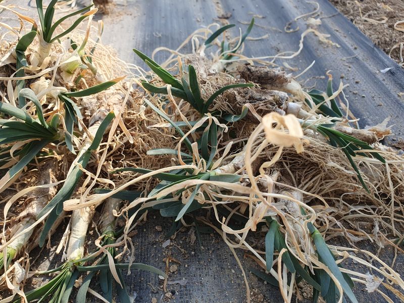 건주랑님의 장터 판매 상품 [두메부추 착즙준비~~^] 첨부 사진