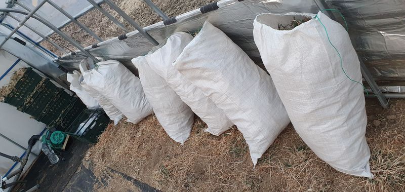 건주랑님의 장터 판매 상품 [두메부추 착즙준비~~^] 첨부 사진