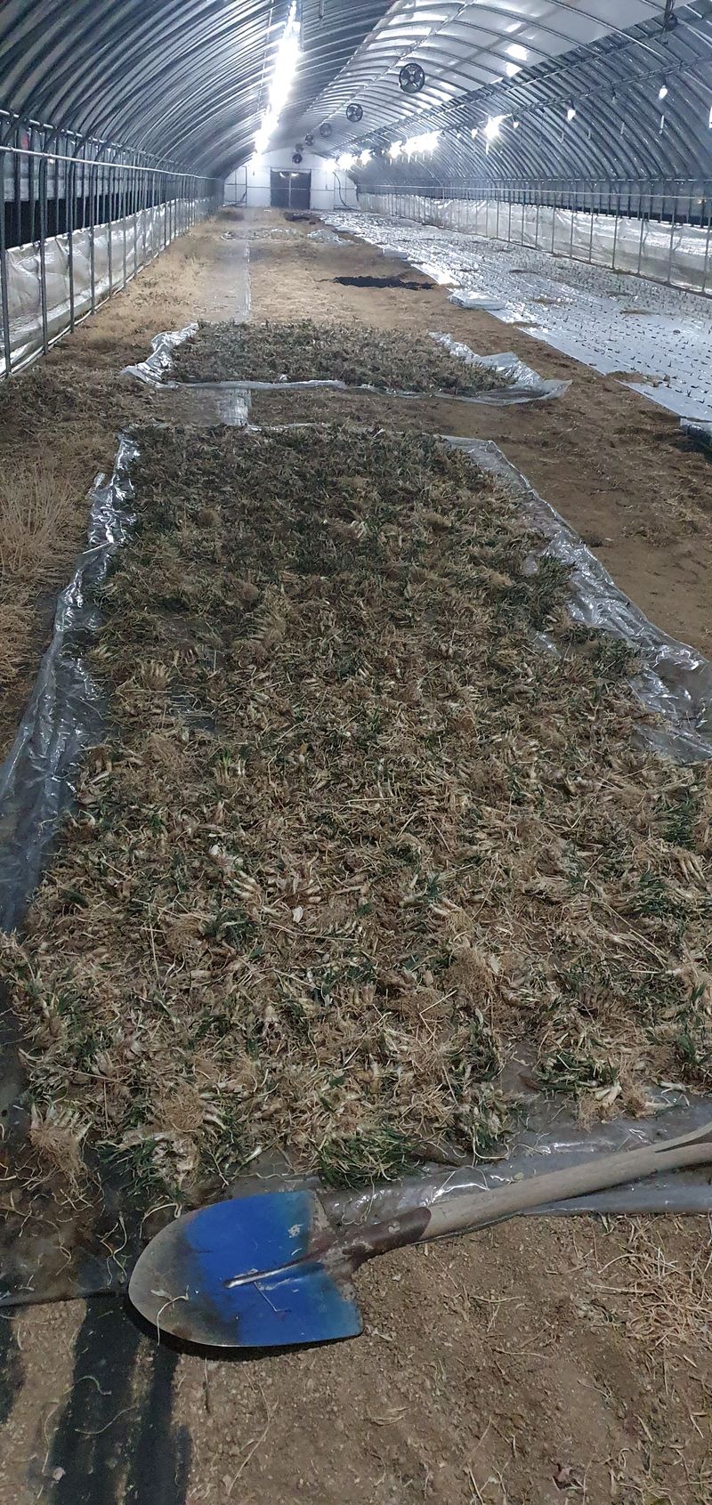 건주랑님의 장터 판매 상품 [두메부추 착즙준비~~^] 첨부 사진