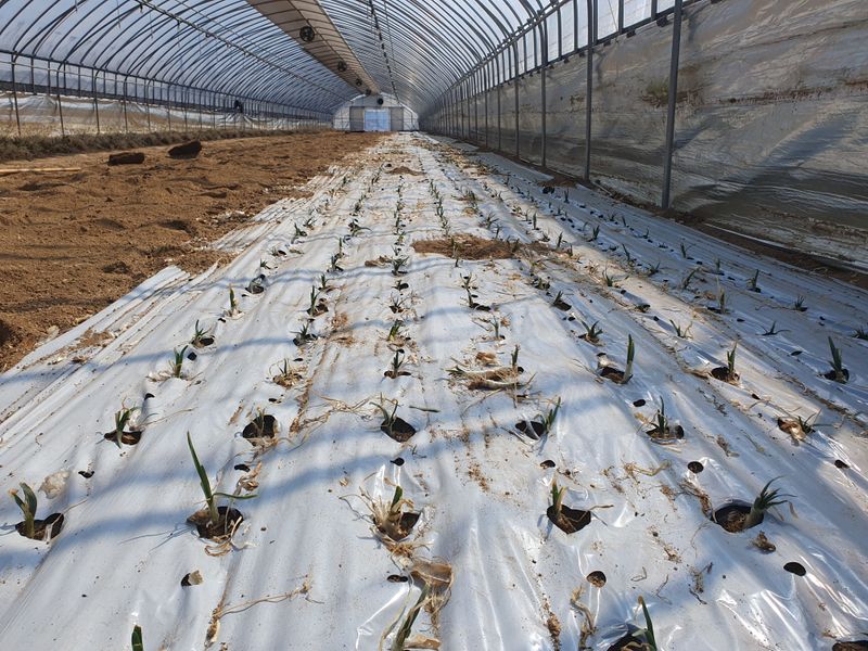 장터 상품 [두메부추 착즙준비~~^] 썸네일