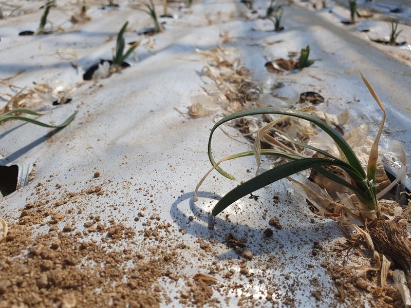 건주랑님의 장터 판매 상품 [두메부추 착즙준비~~^] 첨부 사진