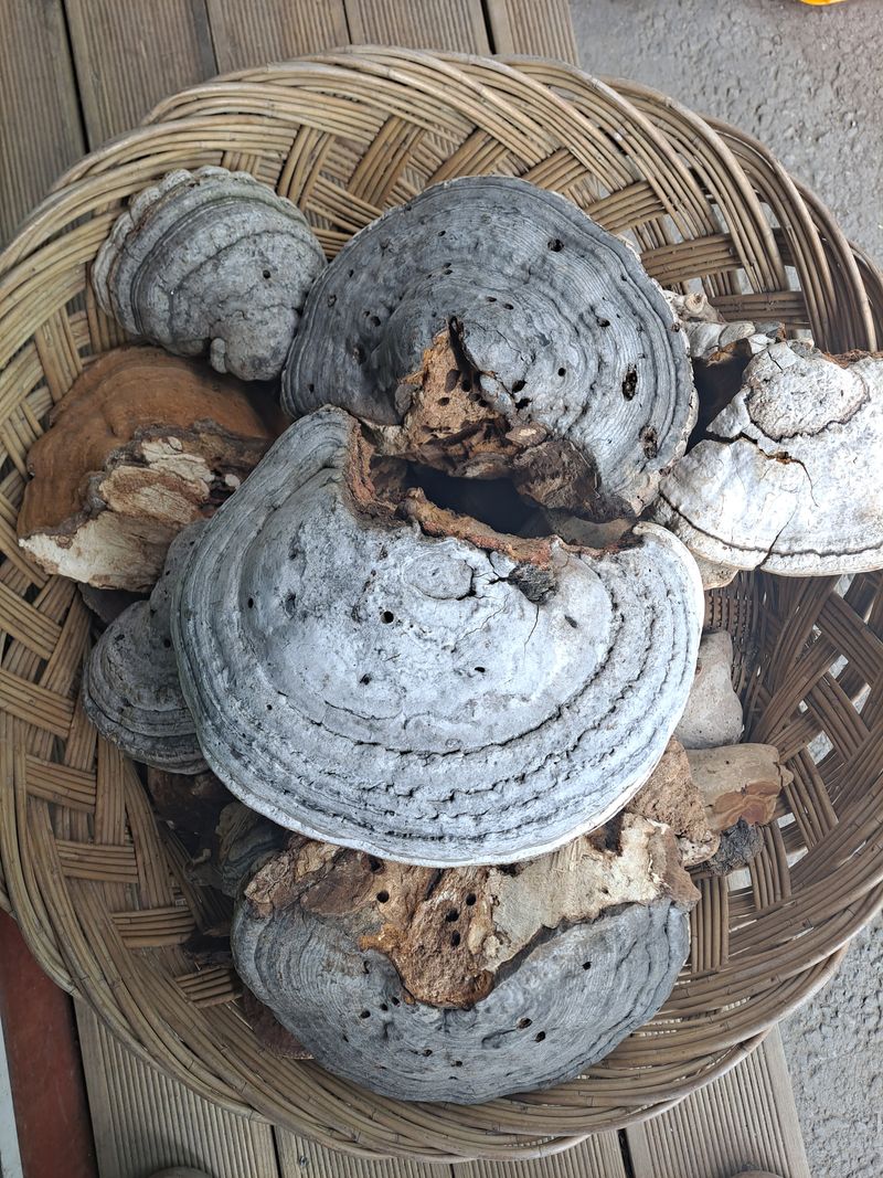 장터 상품 [말굽버섯] 썸네일