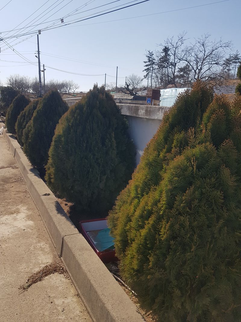 장터 상품 [향나무] 썸네일