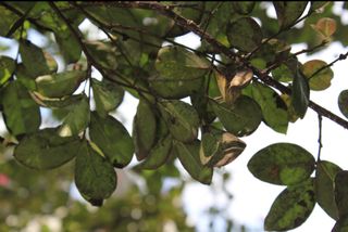 한농농약종묘사님의 기타작물 · 병해충상담 작성글 사진