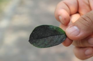 한농농약종묘사님의 기타작물 · 병해충상담 작성글 사진