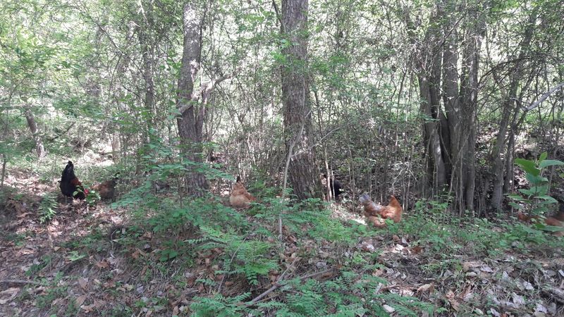 장터 상품 [청계란부화70%정도10개] 썸네일