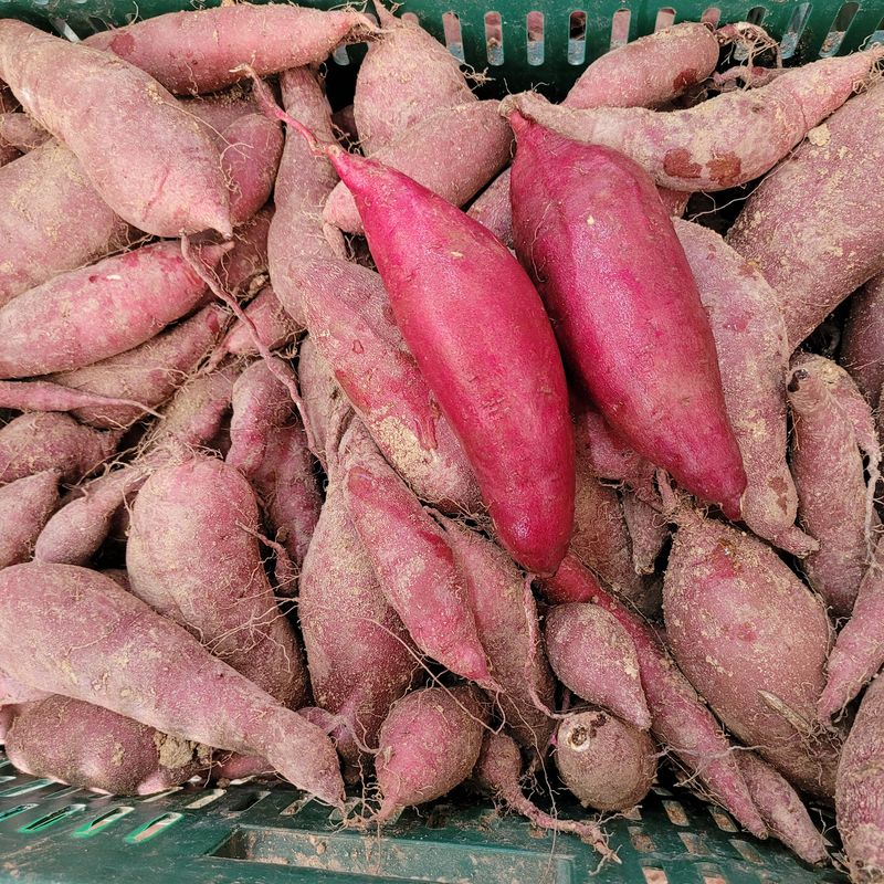 윤희순님의 장터 판매 상품 [여주 꿀고구마10키로] 첨부 사진