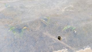 막시골농원님의 마늘 · 일상 작성글 사진