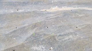 막시골농원님의 마늘 · 일상 작성글 사진