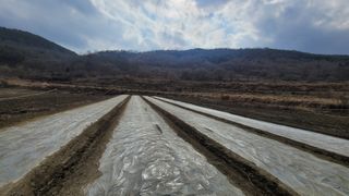 막시골농원님의 마늘 · 일상 작성글 사진