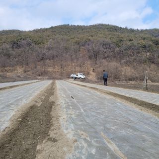 막시골농원님의 마늘 · 일상 작성글 사진