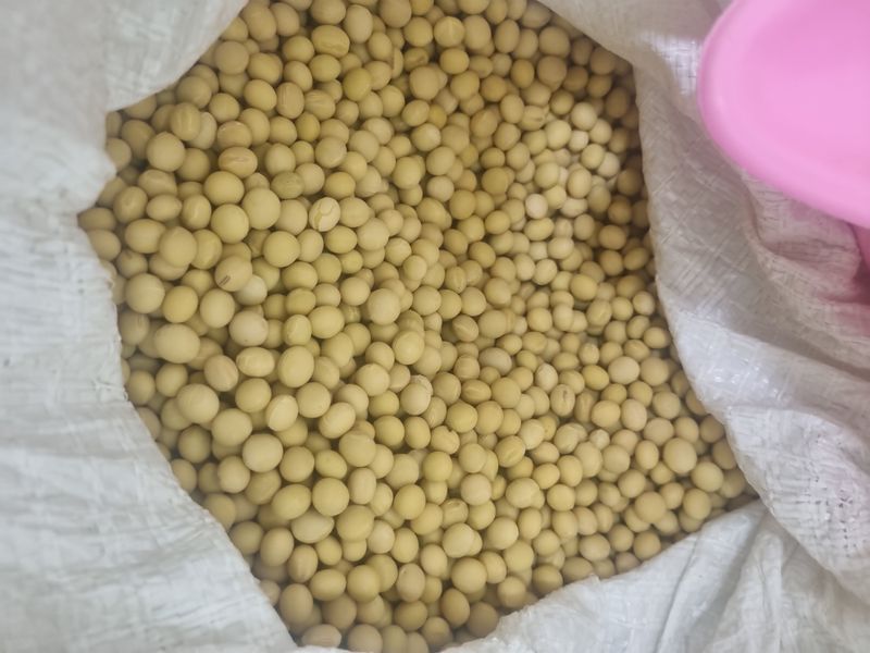 Sky님의 장터 판매 상품 [메주콩] 첨부 사진