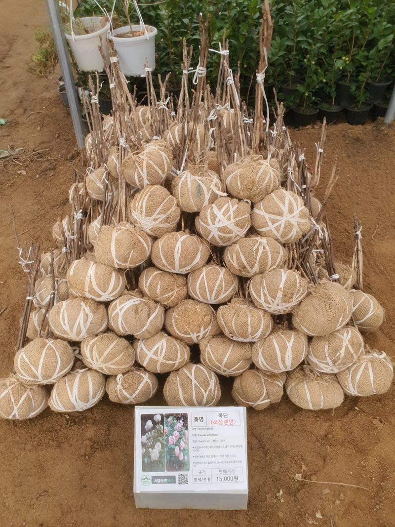 장터 상품 [목단 색상 랜덤(흰새 또는 적색) 어떤색 나올지 몰라요. ] 썸네일